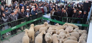 Balıkesir Büyükşehir Belediyesinden Kepsutlu üreticilere hibe koç desteği