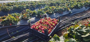 Güneysınır'da çilek hasadı sürüyor