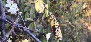 Koyulhisar'da kayısı ağacı çiçek açtı