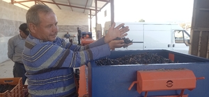 Selendi'de son 5 yılda 2,5 milyon zeytin fidanı dağıtıldı