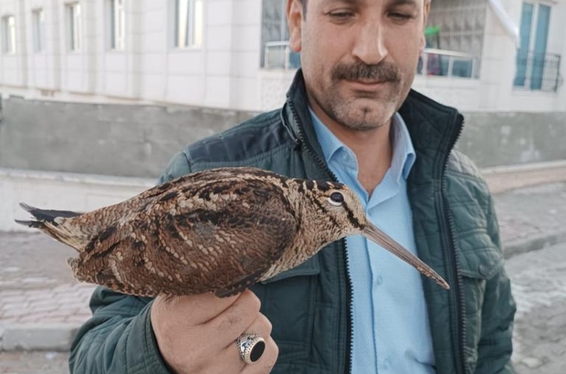 Şanlıurfa'da yaralı halde bulunan çulluk kuşu tedavi altına alındı