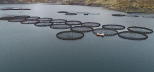 GRAFİKLİ - Anadolu'daki barajlarda yetiştirilen alabalıklar 36 ülkeye ihraç ediliyor