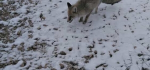 Aksaray'da şantiye bekçisi, yanına gelen aç tilkiyi iki haftadır besliyor