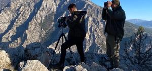 Aladağlar'daki yaban keçisi sayısı 2 bin 534'e ulaştı