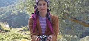 Yenipazar'da zeytin hasadı başladı