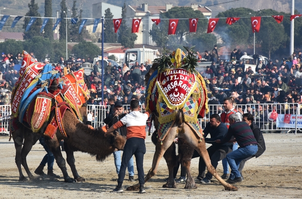 Aydın'da deve güreşi festivali düzenlendi