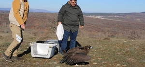 Eskişehir'de yaralı bulunan kara akbaba tedavi edildi