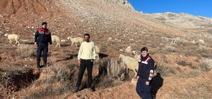 Kayseri'de kaybolan 25 koyun jandarma tarafından bulundu