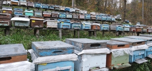 Kastamonu'nun tescilli kestane balında rekolte iklim şartları nedeniyle düş...