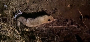 Erzurum'da yaralı halde bulunan tilki tedavi altına alındı