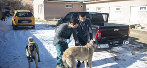 Kuduz karantinasına alınan Tunceli'nin Hozat ilçesinde aşı çalışmaları sürü...