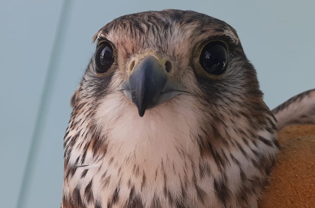 Van'da yaralı bulunan kerkenez tedaviye alındı 
