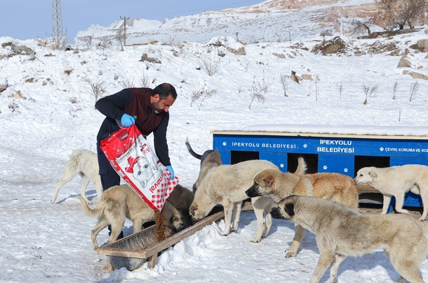 Van'da sahipsiz hayvanlar için 123 noktaya mama bırakılıyor