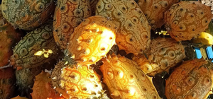 Arapgir'de boynuzlu kavun yetiştirildi