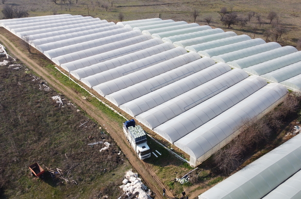 Bilecik'teki seralarda marul, taze soğan ve roka hasadı başladı