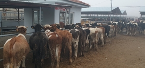 Kırşehir Hayvan Pazarı tedbir amaçlı faaliyete kapatıldı