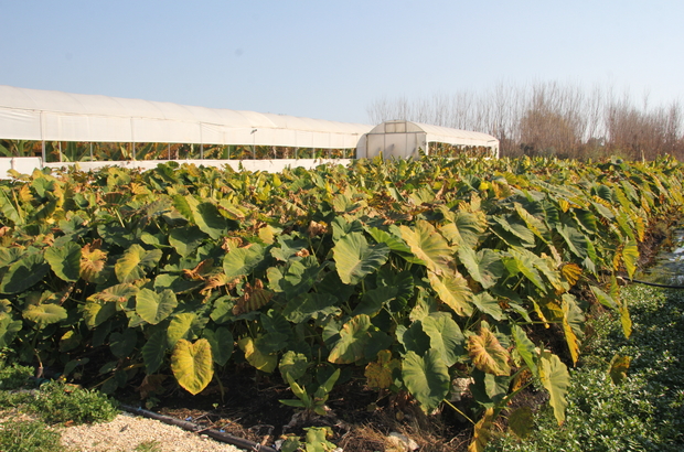 Mersin'de gölevez bitkisinin hasadı yapıldı 