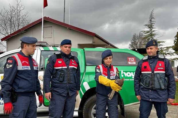 Zonguldak'ta jandarmanın yaralı bulduğu doğan tedaviye alındı