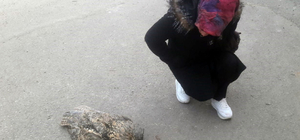 Arapgir'de soğuktan donarak ölmüş baykuş bulundu