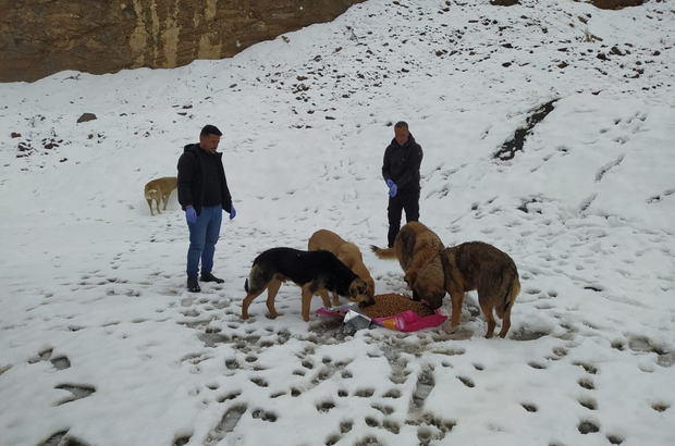 Hakkari'de sahipsiz hayvanlar için bazı noktalara yiyecek bırakıldı