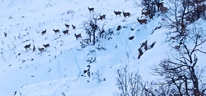 Malatya'da yiyecek arayan dağ keçileri görüntülendi