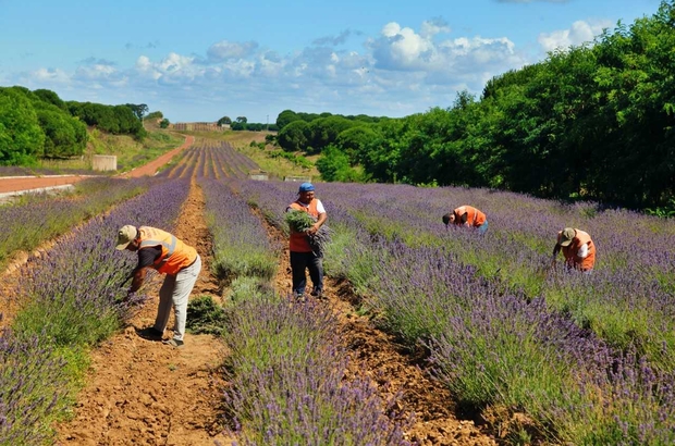 Sakarya Botanik Vadisi'nde üretilen tıbbi ve aromatik bitkilerin yüzde 90'ı ihraç edildi