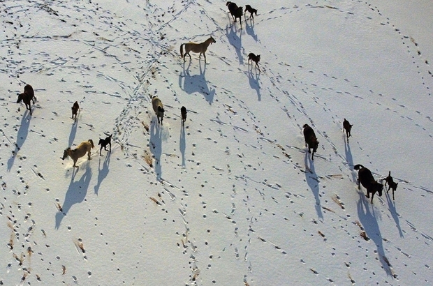 Anadolu Tarım İşletmesi'ndeki taylar karla tanıştı