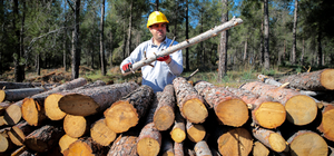 Antalya'daki orman yangınından geriye kalan kütükler depremzedeleri ısıtaca...