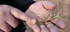 Kuraklığın hakim olduğu Konya Ovası'nda çiftçilerin umudu bahar yağmurların...