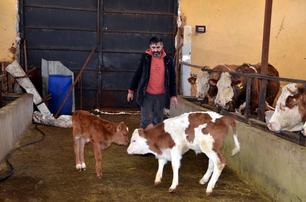 Muş'ta bu yıl 70 bin buzağı doğumu bekleniyor