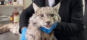 Erzurum'da yaralı halde bulunan vaşak tedavi altına alındı