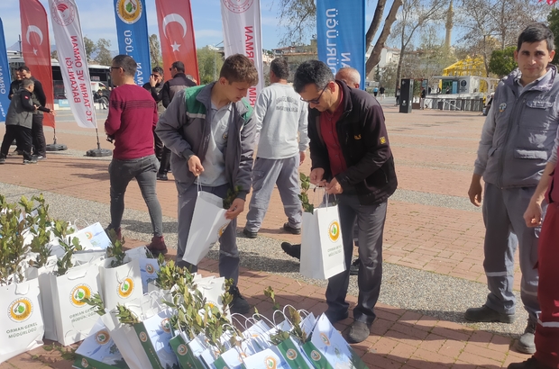 Manavgat'ta 5 bin defne ve ardıç fidanı dağıtıldı 