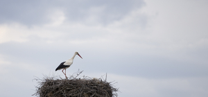 Baharın müjdecisi leylekler Tunceli'deki yuvalarına yerleşti