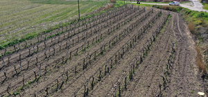 Manisa'da filizlenen üzüm bağları zirai dondan etkilendi