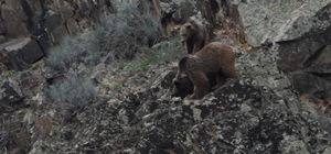 Erzurum'da boz ayı ailesi yiyecek ararken görüntülendi