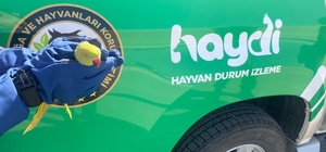 Anadolu Otoyolu'nda yolcu otobüsünde 9 istilacı yeşil papağan ele geçirildi