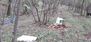 Bartın'da köylere inen ayılar arı kovanlarına saldırdı