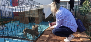 Gaziantep'teki barınakta yaralı ve sakat hayvanlara sahip çıkılıyor