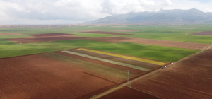 Karaman'da lale bahçesi ziyaretçilere kapılarını açmaya hazırlanıyor
