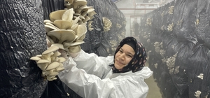 Yozgat'ta devlet desteğiyle kurulan tesiste günlük 500 kilogram mantar üretiliyor