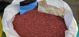 Bursa'da çiftçilere kuraklığa karşı iklim dostu sorgum otu tohumu dağıtıldı