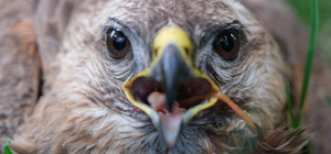 Bingöl'de bulunan yaralı şahin üniversite hastanesinde tedavi altına alındı...