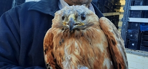 Mihalgazi ilçesinde yaralı bulunan kartal tedavi ediliyor