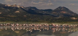 Burdur'daki Yarışlı Gölü'nü flamingolar hareketlendirdi