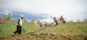 Kahramanmaraş'ın engebeli arazileri atlarla sürülüyor