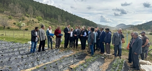 Isparta'da yayla çileğinde hasat dönemi