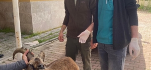 Antalya'da hareketsiz halde bulunan yaban keçisi tedavi edildi
