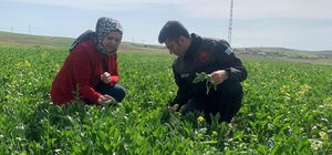 Kırşehir Tarım ve Orman Müdürlüğü ekipleri, ekili arazilerde inceleme yaptı