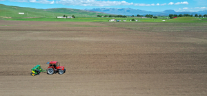 Muş'ta 10 dönüm alana karabuğday ekimi yapıldı