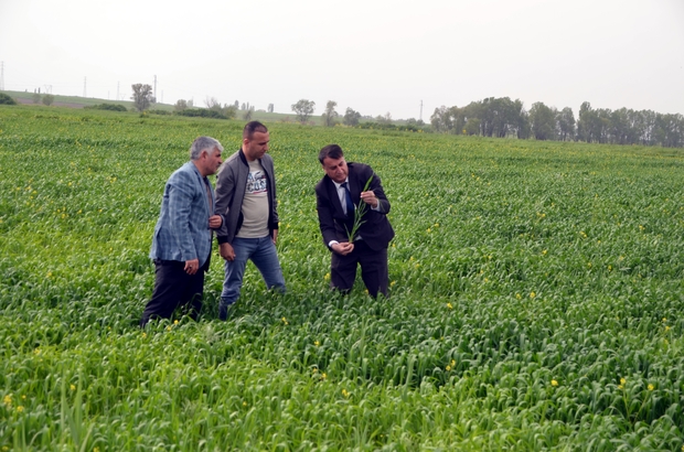 Yağışlar Muş'taki tarım arazilerinde rekolte beklentisini artırdı